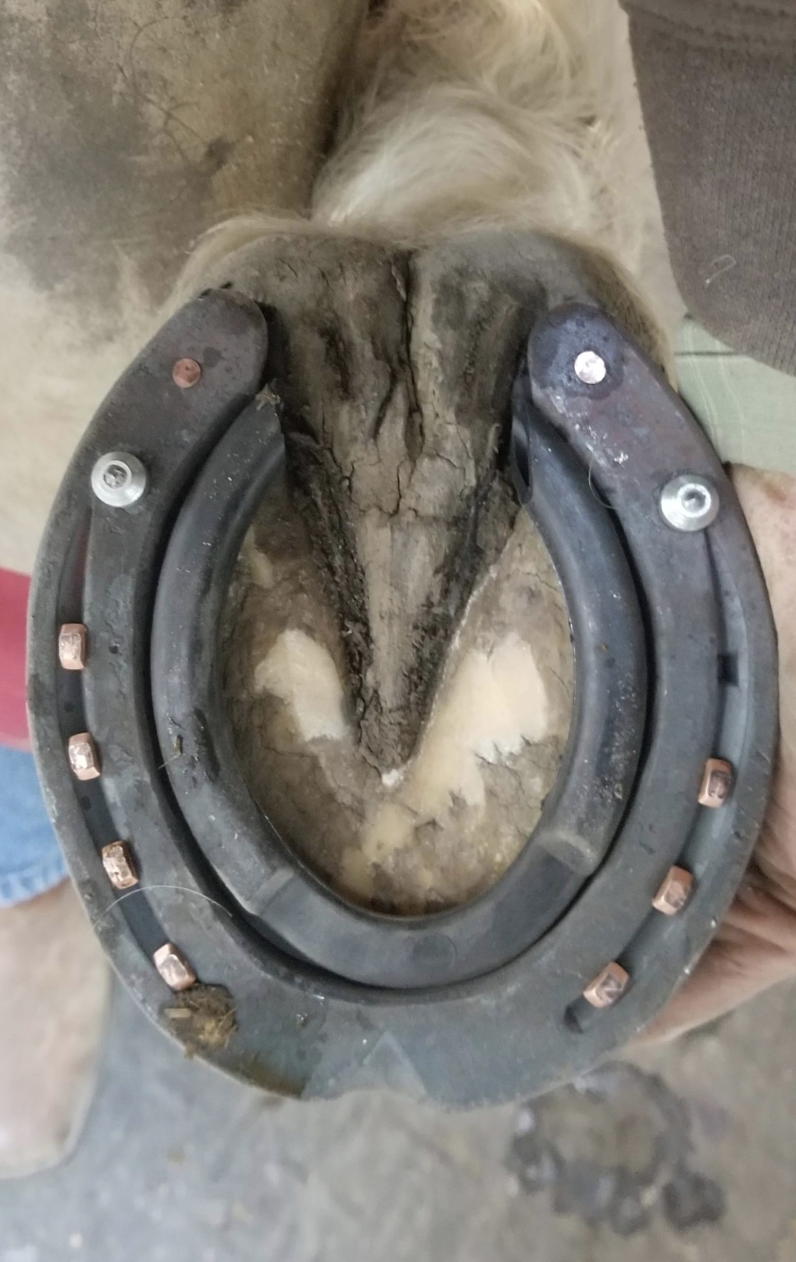 Winter Hoof Care