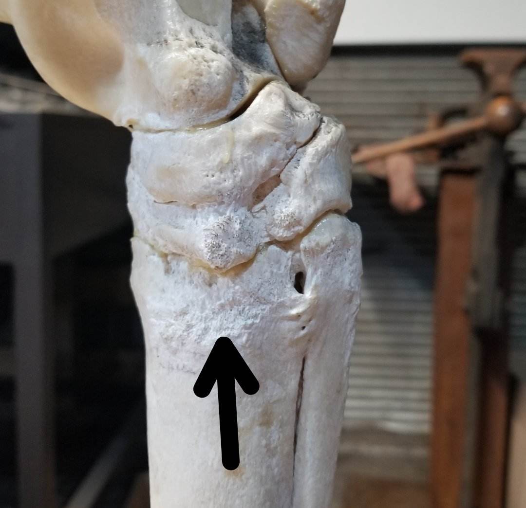 Spavin – one of the most common pathologies